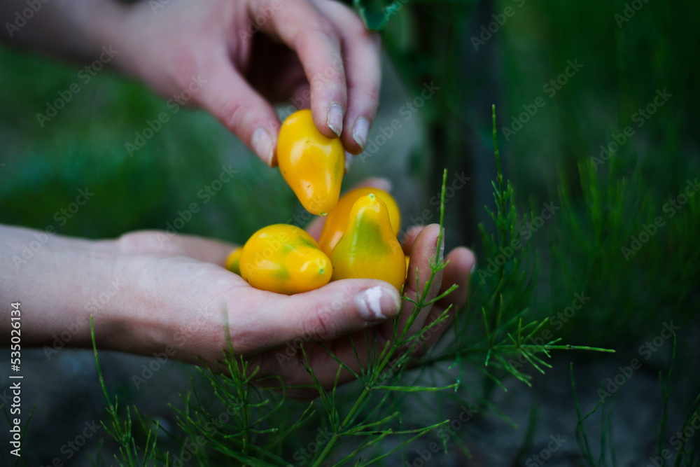 Obraz na płótnie Młode żółte pomidory na dłoniach w salonie