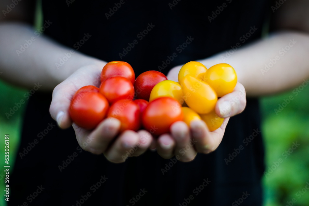Świeże pomidory na dłoniach - obrazy, fototapety, plakaty 