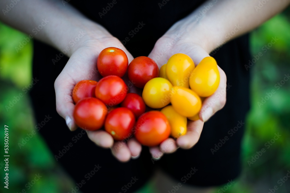 Pomidory w dłoniach - obrazy, fototapety, plakaty 