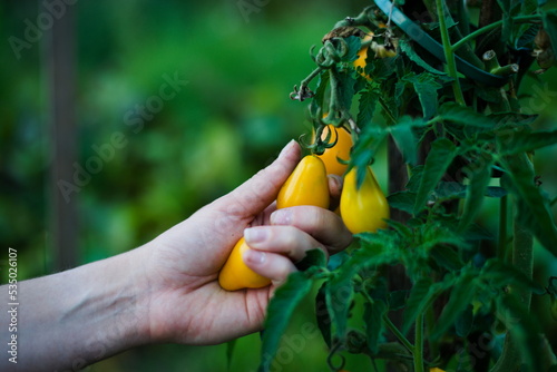 Zrywanie młodych żółtych pomidorów