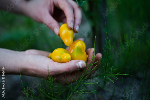 Młode żółte pomidory na dłoniach