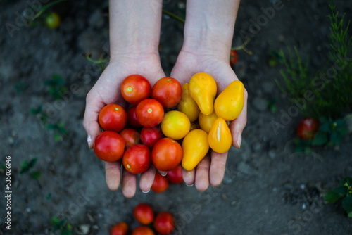 Pomidory w dłoniach kobiety
