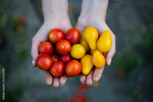 Żółte i czerwone pomidory trzymane w dłoniach