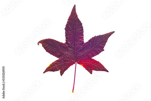 Red autumn leaf isolated on white background