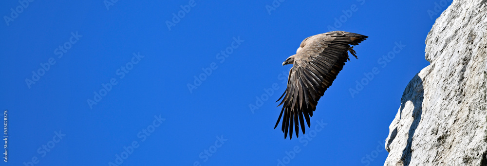 Fototapeta premium Griffon vulture // Gänsegeier (Gyps fulvus) - Monfrague, Extremadura, Spain