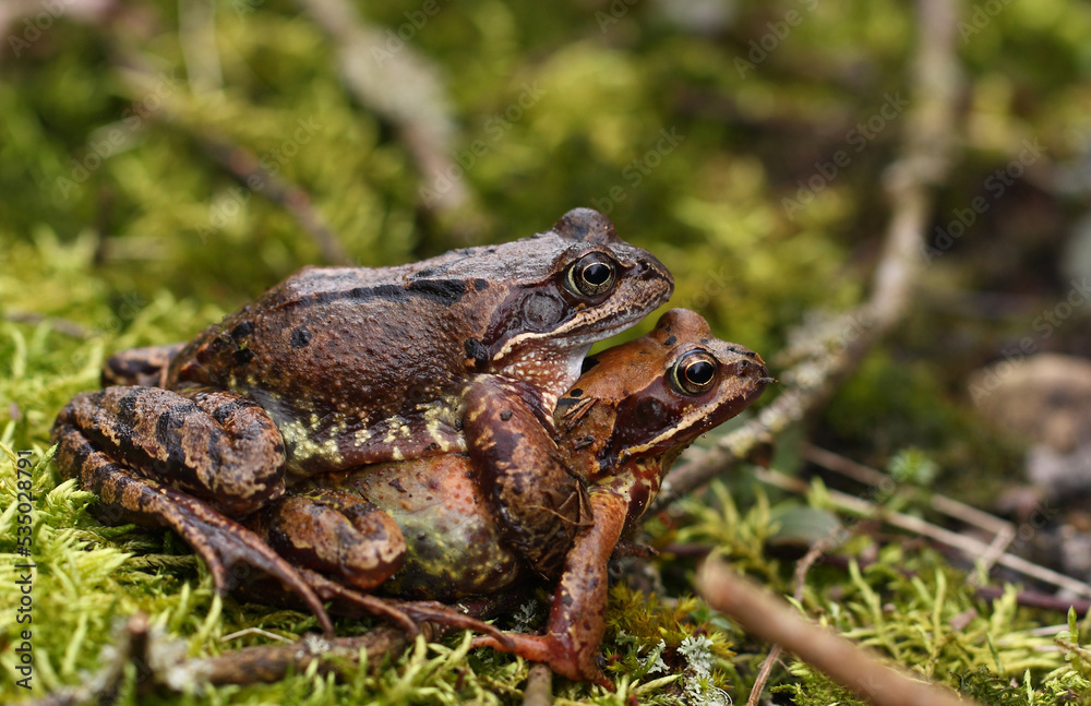 Obraz premium Froschwanderung