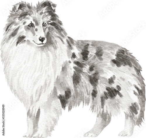 Shetland shepherd dog illustration