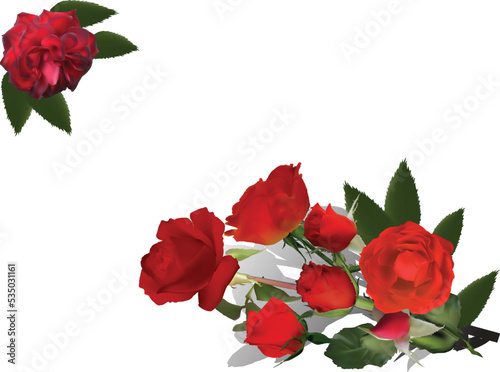 red six roses bunch in green leaves on white