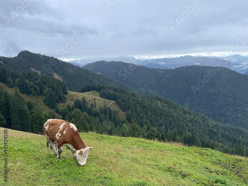 Kuh mit den Alpen im Hintergrund, Bayern, Deutschland