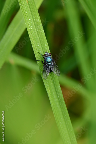 closeup the dark blue mus ca domestic a hold and sitting on green paddy plant leaf in the farm soft focus natural green brown background. © amit