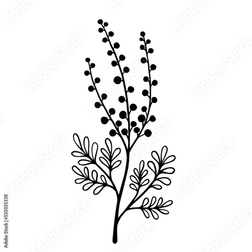 Simple botanical sketch of wild field plant meadow grass.Vector graphic.