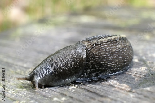 Close up of snail Limax cinereoniger, the keelback slugs. This is the largest land slug species in the world