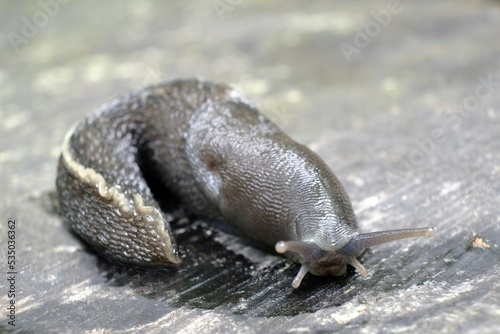 Close up of snail Limax cinereoniger, the keelback slugs. This is the largest land slug species in the world