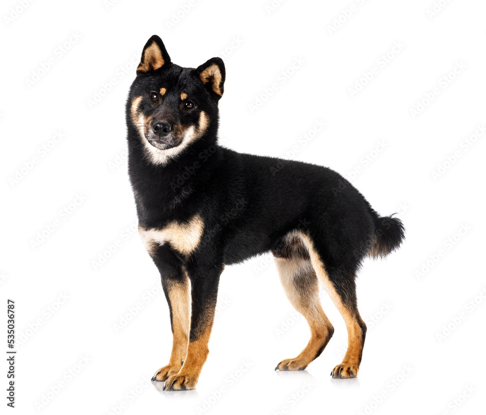 Fototapeta premium shiba inu in studio