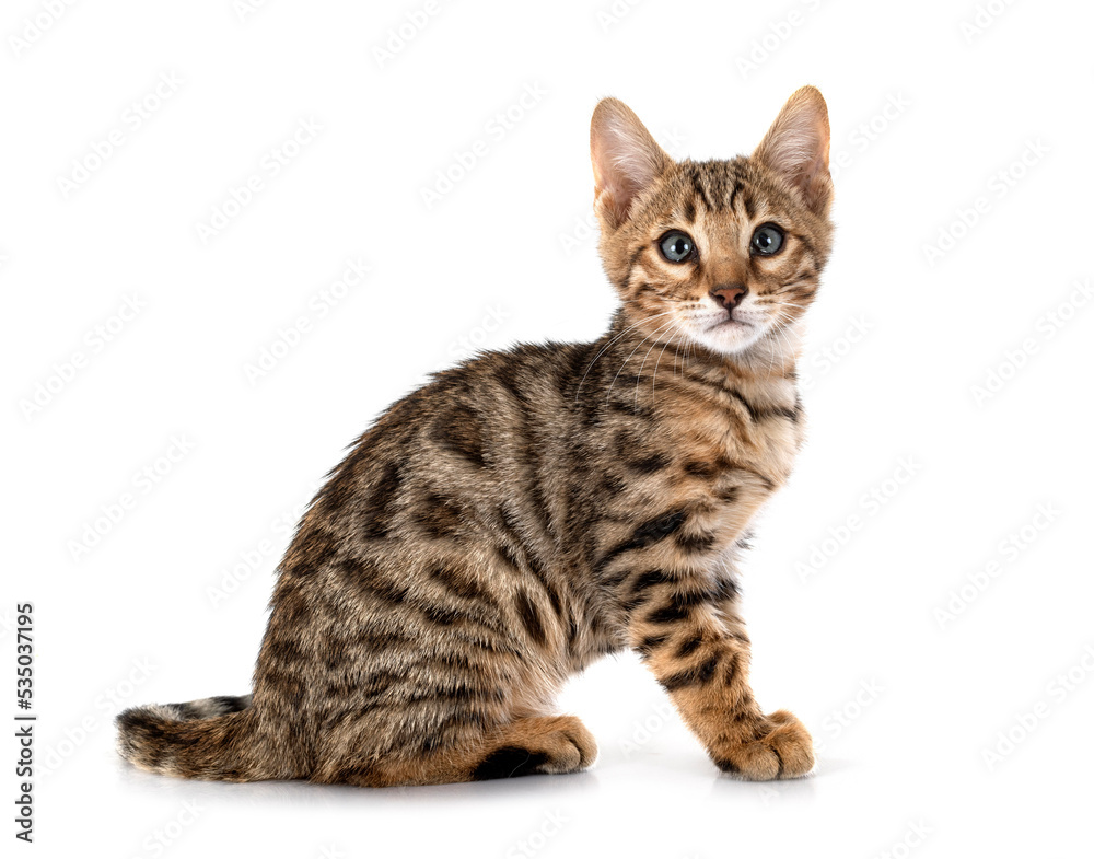 bengal kitten in studio
