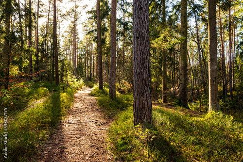 Beautiful light falls on an idyllic footpath through a tranquil forest, part of the 