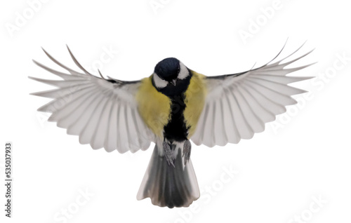 yellow small tit in flight on white background