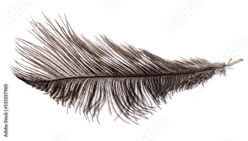 ostrich dark grey feather isolated on white