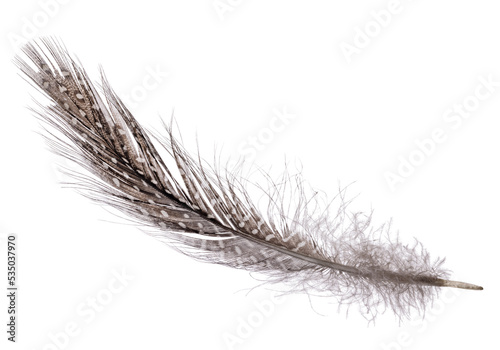 fluffy and spotted dark feather isolated on white