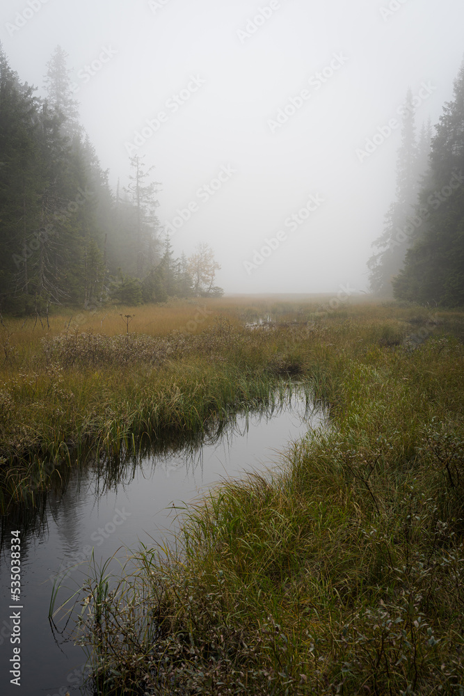 A brook passing through a marshland of the Svartfalstjerna Forest Reserve, Totenaasen Hills, Norway, a foggy day in fall. A brook passing through a marshland of the Svartfalstjerna Forest Reserve, Totenaasen Hills, Norway, a foggy day in fall.