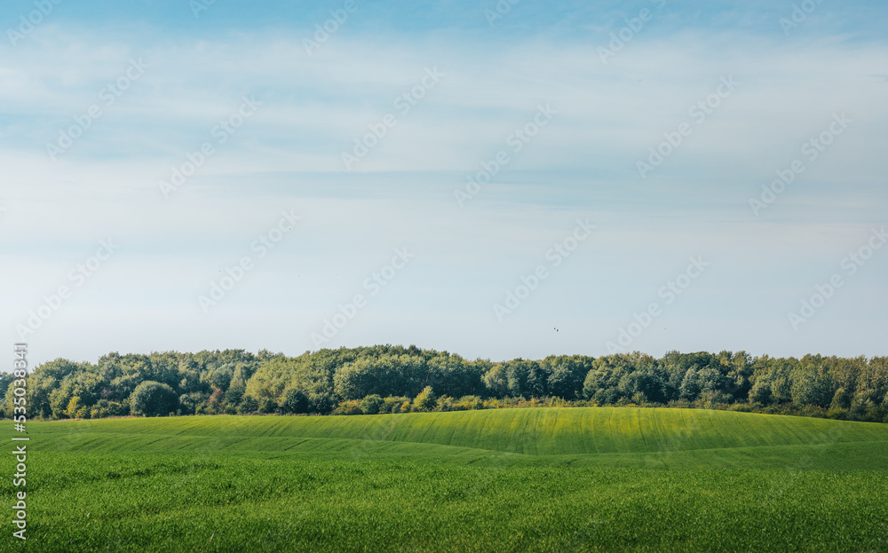 landscape with trees