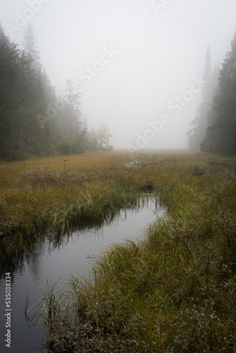 A brook passing through a marshland of the Svartfalstjerna Forest Reserve, Totenaasen Hills, Norway, a foggy day in fall.