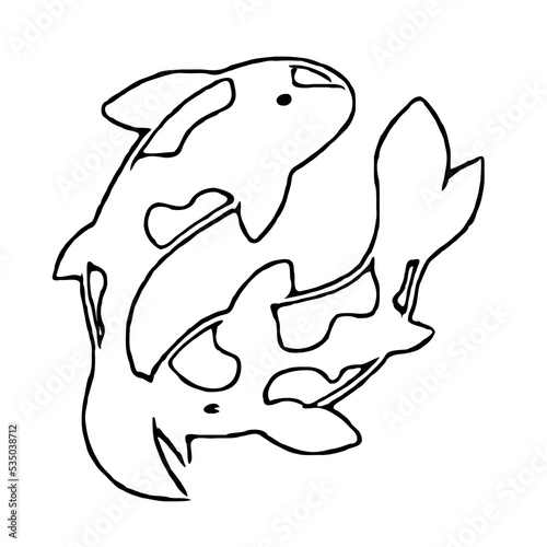 koi fish design sketch no background and PNG format