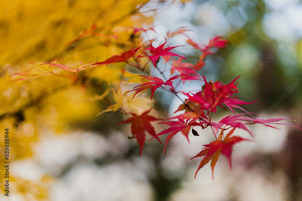 red autumn leaves red autumn leaves