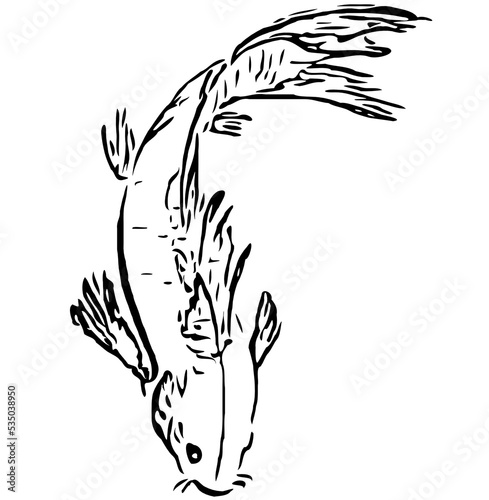 koi fish design sketch no background and PNG format