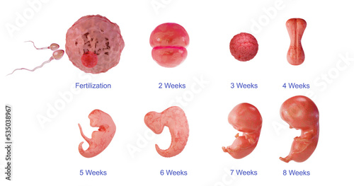 Foto Stages of embryo development, isolated on a white background