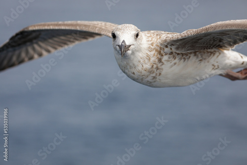 Fototapeta Naklejka Na Ścianę i Meble -  Sea bird above the Aegean Sea on the Greek island of Thassos on a sunny summer day.
