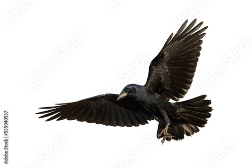 Rook Corvus frugilegus flying black bird isolated on white background 