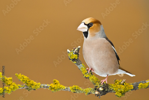 Hawfinch Coccothraustes coccothraustes amazing bird perched on tree orange background 