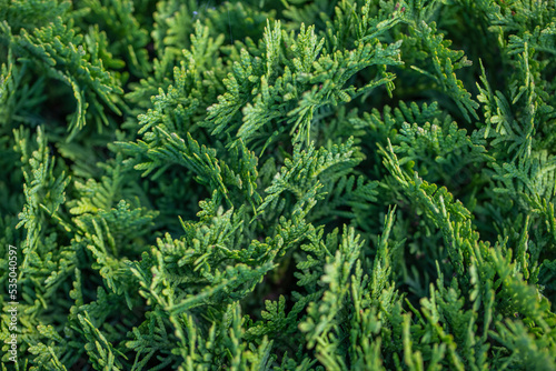 Natural background of young thuja branches. Background from green branches of thuja for design or project. Thuja green natural background. Thuja texture.