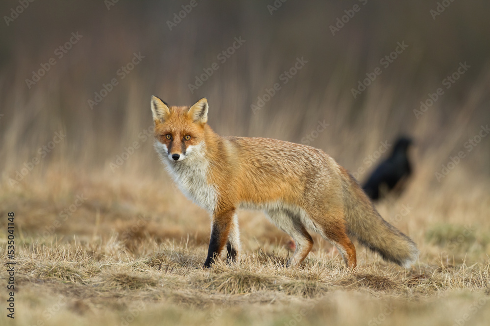 Obraz premium Fox Vulpes vulpes in autumn scenery, Poland Europe, animal walking among autumn meadow in amazing light