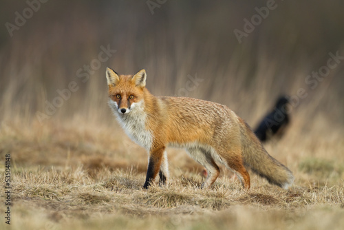 Fox Vulpes vulpes in autumn scenery, Poland Europe, animal walking among autumn meadow in amazing light