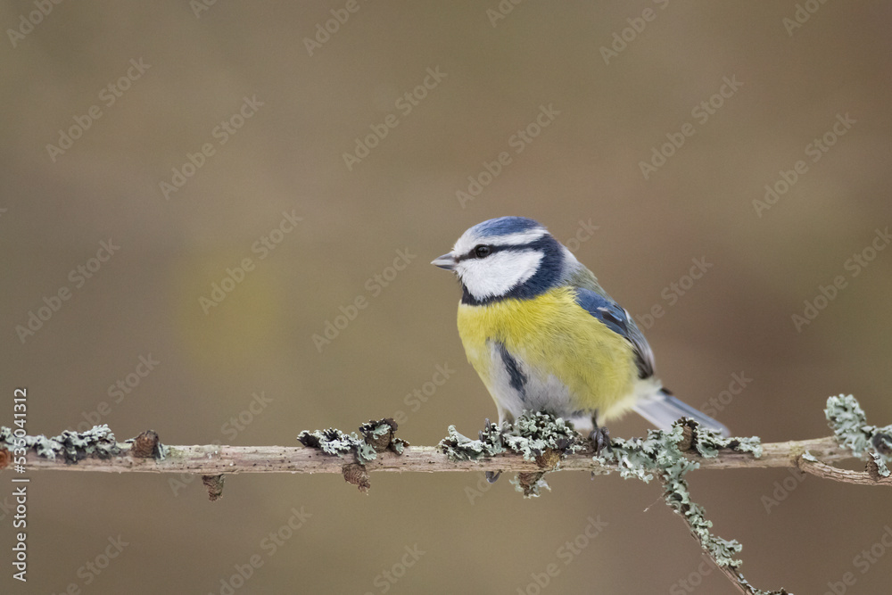 Bird - Blue Tit Cyanistes caeruleus perched on tree Bird - Blue Tit Cyanistes caeruleus perched on tree