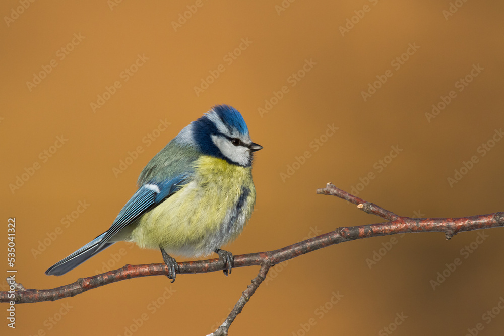 Bird - Blue Tit Cyanistes caeruleus perched on tree