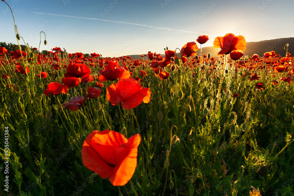 Fototapeta premium field of blooming corn poppy on a sunny day. wonderful summer scenery in carpathian mountains. beautiful nature background with red flowers