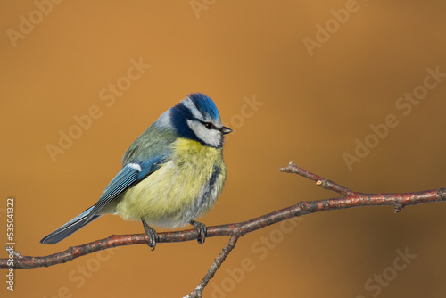 Bird - Blue Tit Cyanistes caeruleus perched on tree © Marcin Perkowski