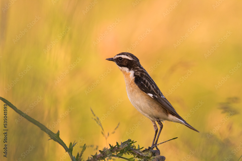 Bird Whinchat Saxicola rubetra - bird sitting on the weed, male, amazing background with warm light summer time Poland, Europe