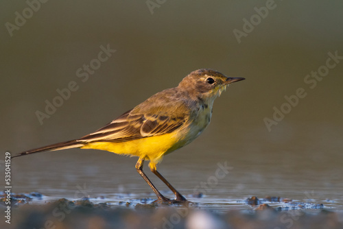 Small bird Yellow Wagtail sitting on tree male Motacilla flava