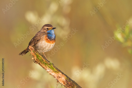 Bird Bluethroat Luscinia svecica migratory small bird singing and perching spring time amazing morning Poland Europe a bird that lives in reeds in river valleys