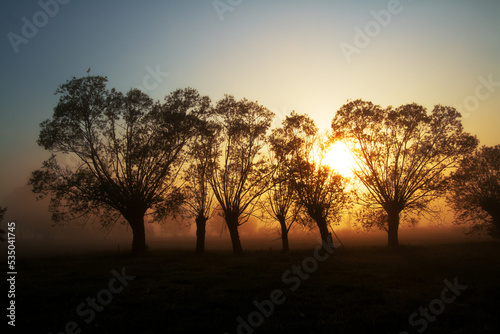 Landscape sunset in Narew river valley  Poland Europe  foggy misty meadows with trees  spring time