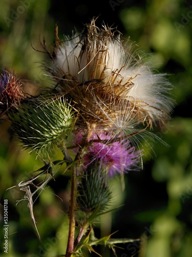 purple flower and white blow-balls with seeds of thiestle wild plant close up