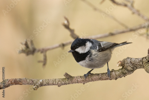 Bird - Coal Tit Periparus ater perched on tree