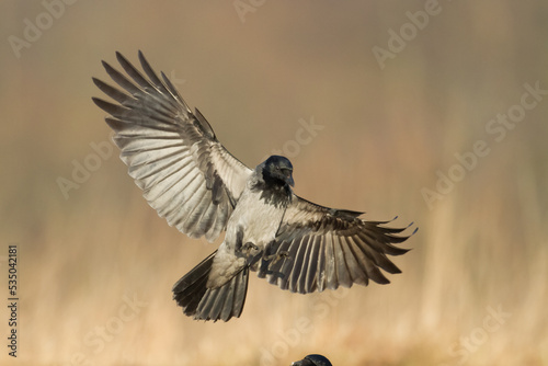 Bird - flying Hooded crow Corvus cornix in amazing warm background Poland Europe © Marcin Perkowski