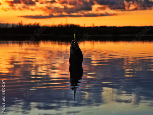 Fishing at sunset. Catching predatory fish on spinning. Sunset colors on the water surface, sunny path from the low sun. Perch caught on yellow spoonbait photo