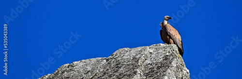 Griffon vulture // Gänsegeier (Gyps fulvus) - Salto del Gitano, Monfrague, Extremadura, Spain