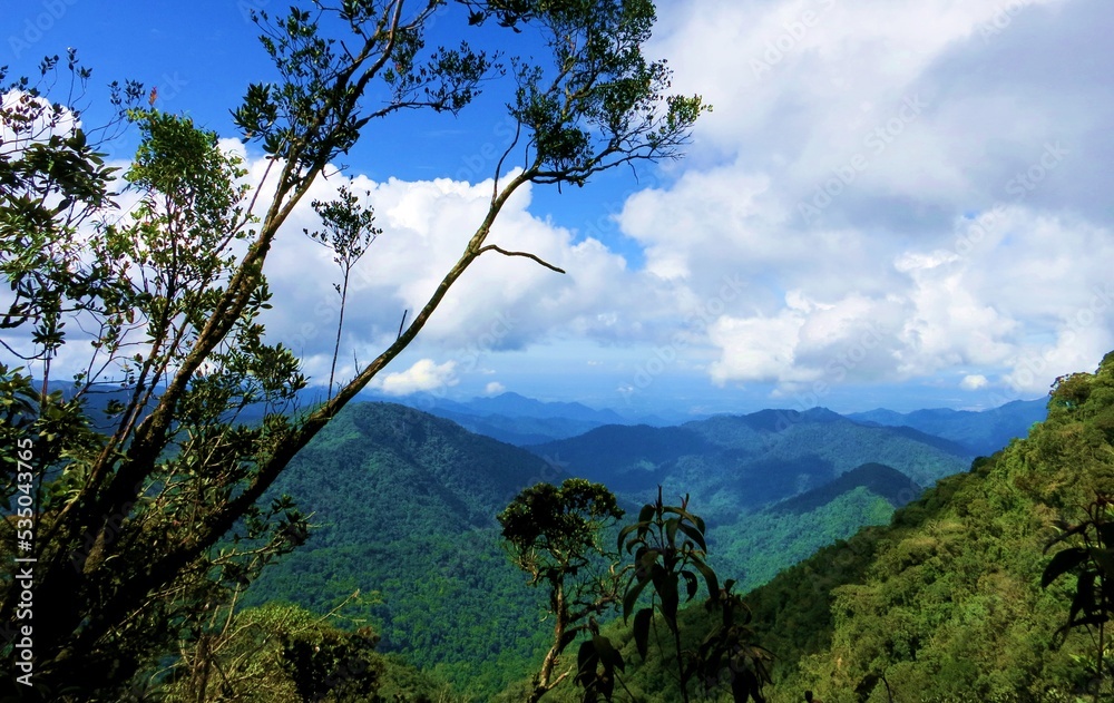 Obraz premium Secret Forest in Malaysia in Cameron Highlands